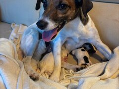 Pui Jack Russel Terrier baietel